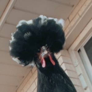 Meet your Posher, Seriah